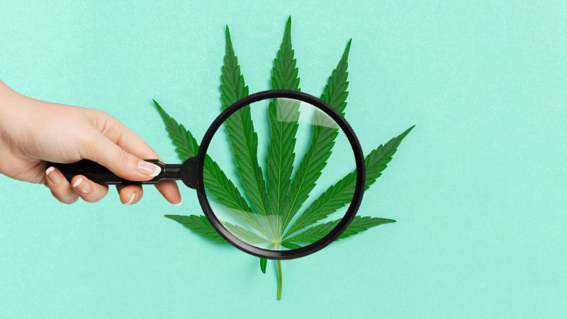 Woman looking with a putting the magnifying glass on a hemp leaf